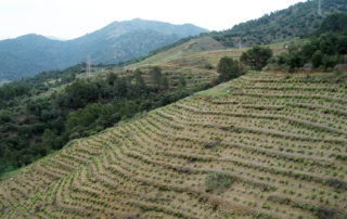 Un "coster" de viña de la DOCa Priorat