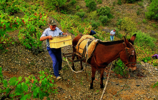 Una imatge d'un viticultor en plena verema a la DOQ Priorat